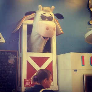This cow has been around since I was a toddler ... Still Moos